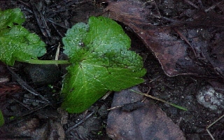 bruised leaf