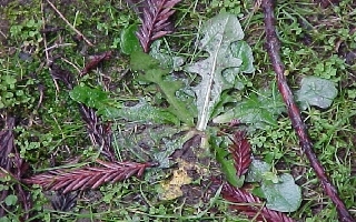 flattened vegetation